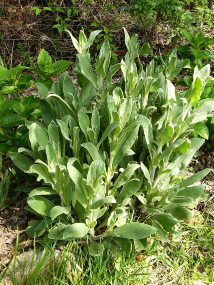 Inconnu en mai 2013.jpg