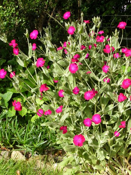 Inconnu juin 2013.jpg