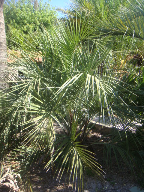 DSC05061.JPG