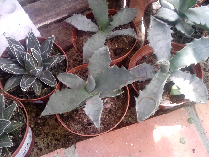 voici la première photos. elle montre une agave de droite et l'autre de gauche.