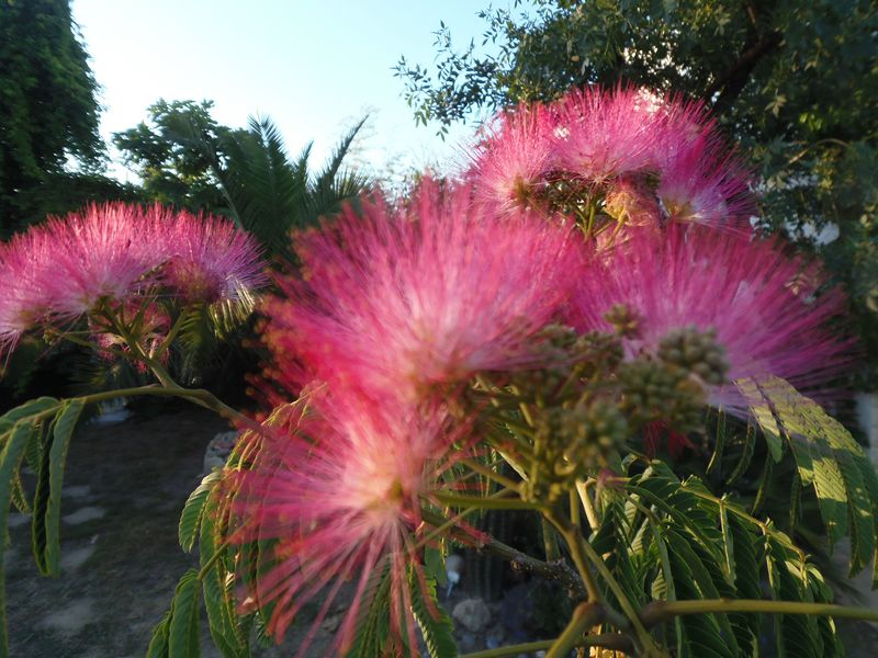 P6301530 [800x600].JPG