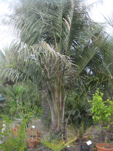 DSC05085.JPG