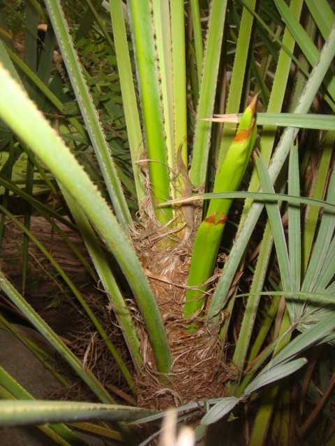 serenoa repens en fleur