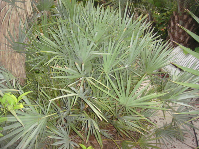 serenoa