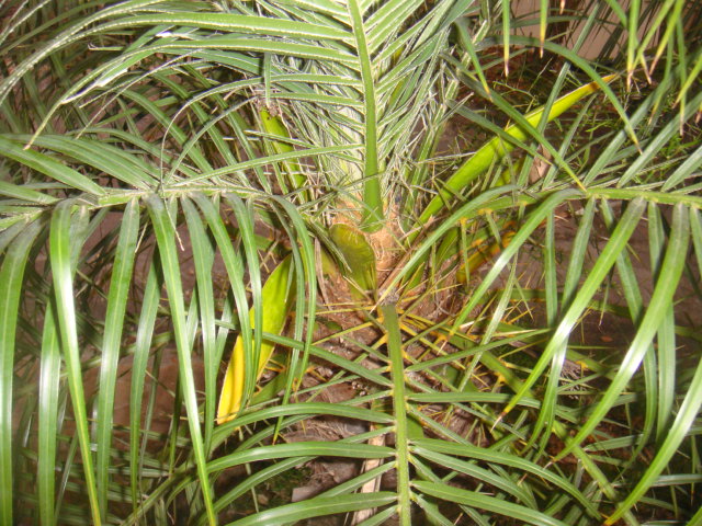 phoenix roebelenii