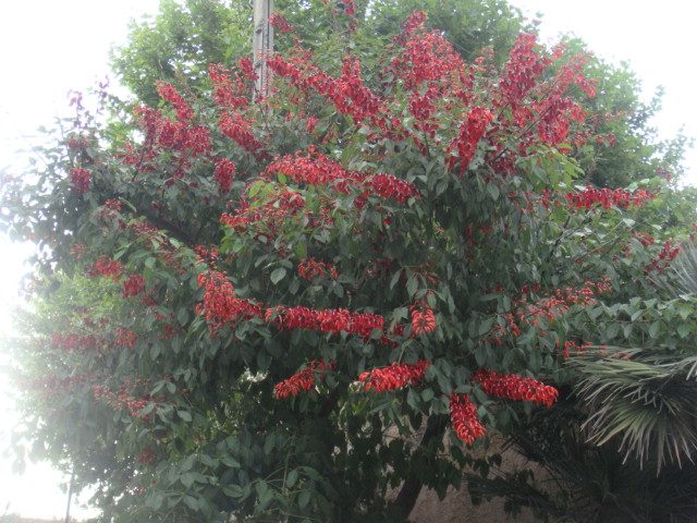 erythrine