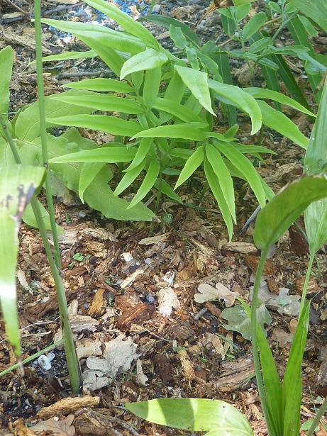 coniogramme japonica, ça pousse !