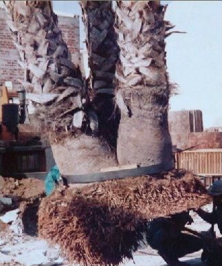 Transplantation Washingt Robusta.jpg