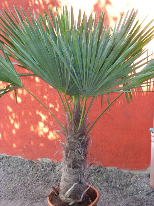 P1070253 (Copier).JPG