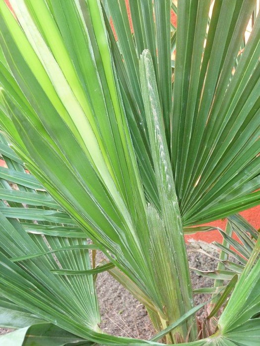 P1070254 (Copier).JPG