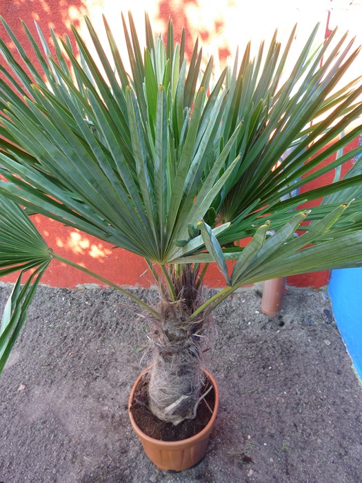 P1070255 (Copier).JPG