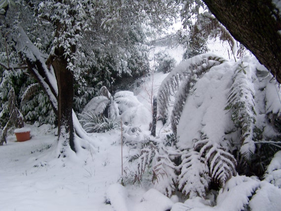 Dicksonia,Cyathea,Blechnum