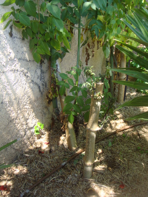 DSC05092.JPG