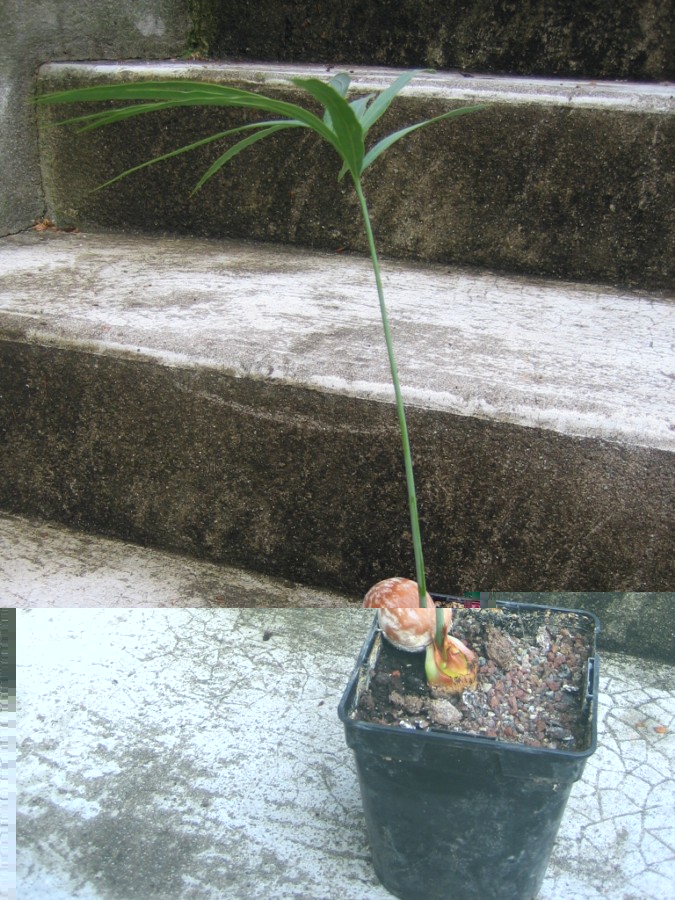 cycas petraea semis 12.08 006 [1600x1200].jpg