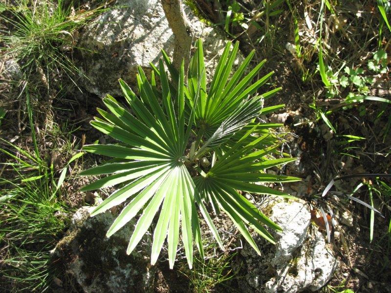 T. princeps exposé mi ombre