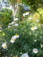 Romneya Coulteri Juillet 2013