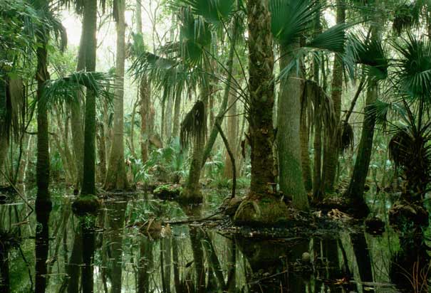 florida-sabal-palm-grove.jpg