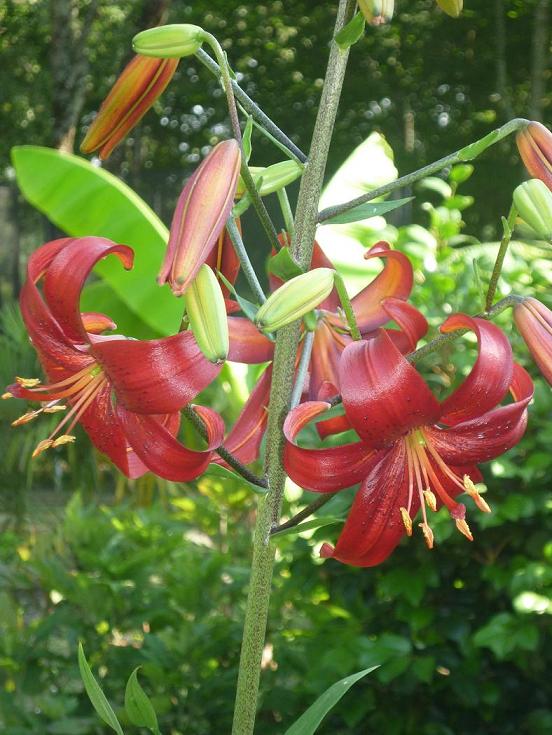 et toujours les lys ponpon