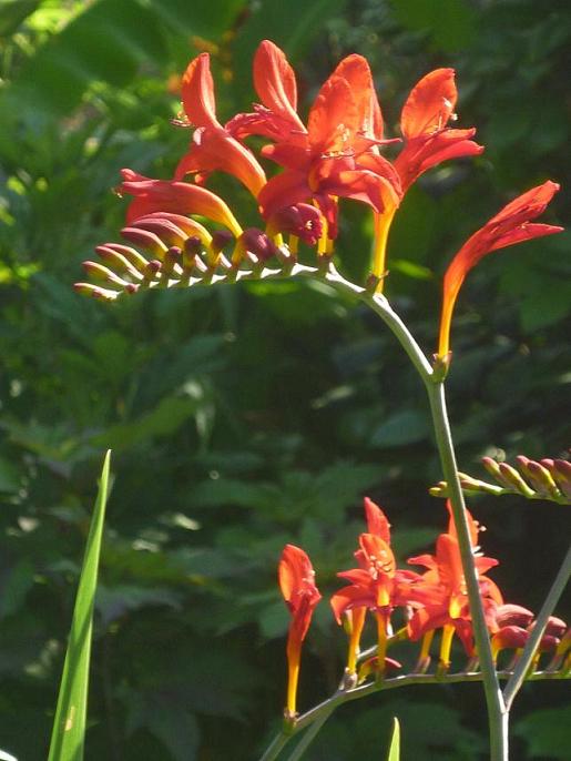 zoom sur crocosmias lucifer