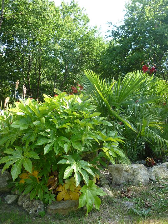 c'est juste derrière le fatsia,