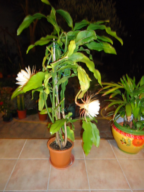 DSC01350.JPG