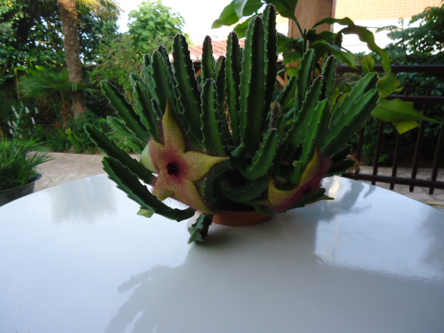 DSC01354.JPG