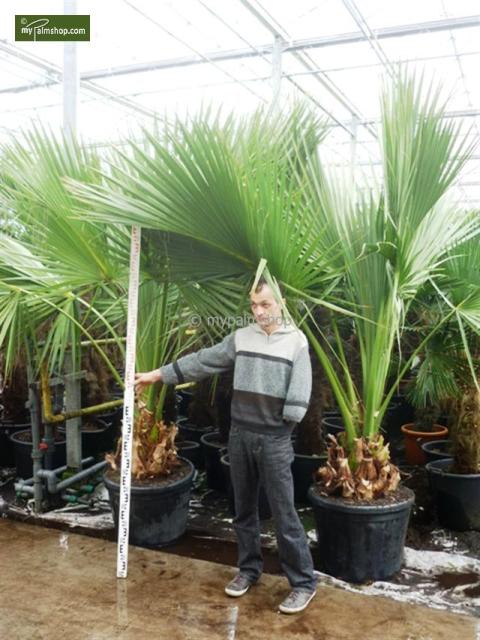 palmetto2.jpg