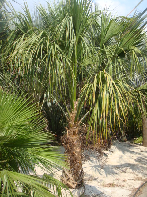 DSC05123.JPG