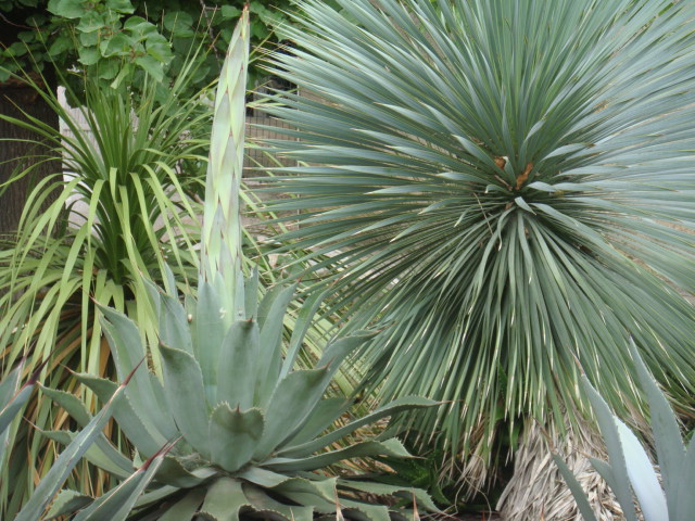 agave Montana