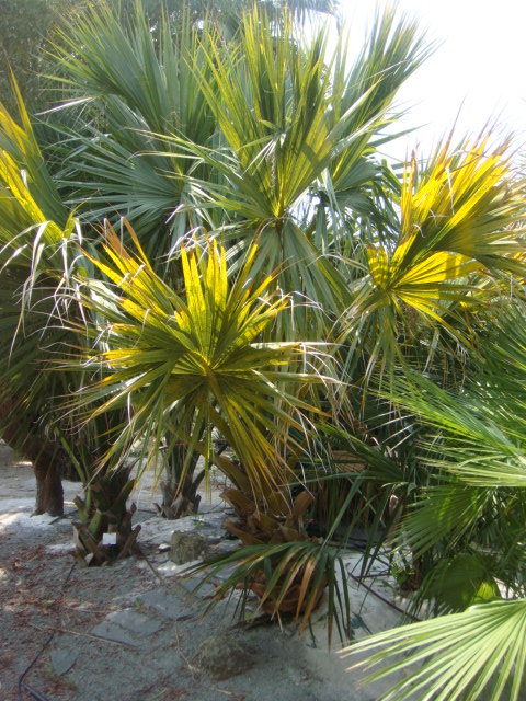 sabal texana