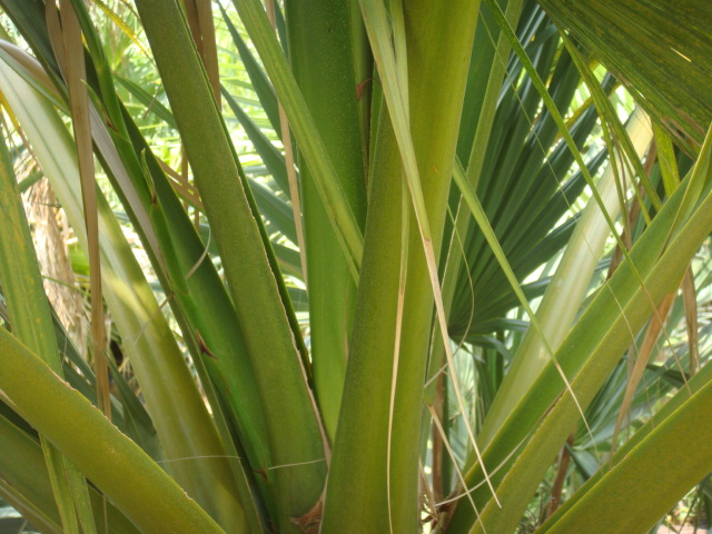 sabal texana