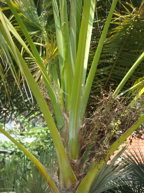 palmetto