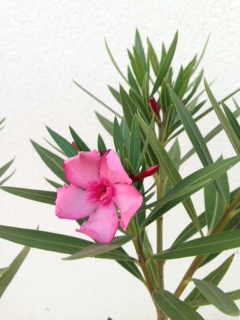 Nerium Oleander variété ?