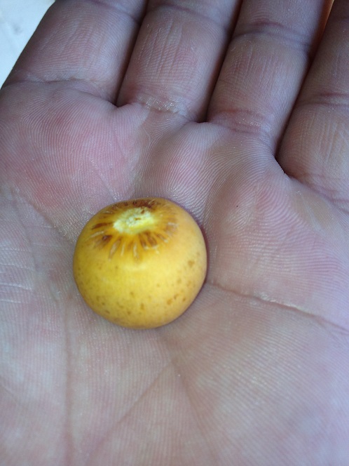 fruit de syagrus x butia.JPG