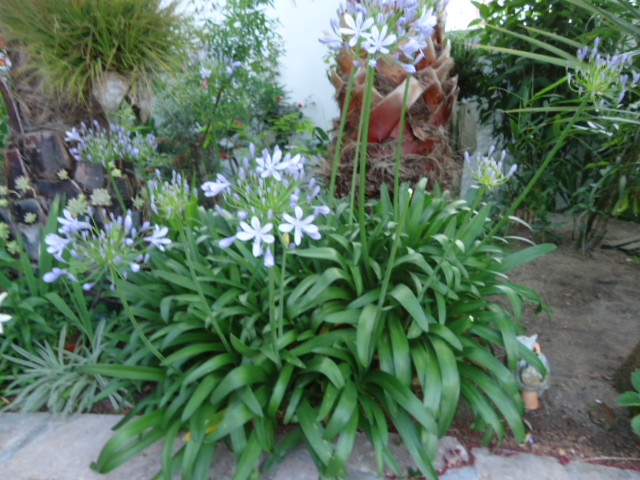 Agapanthus