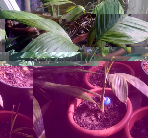 Chamaedorea Tepejilote 2.jpg