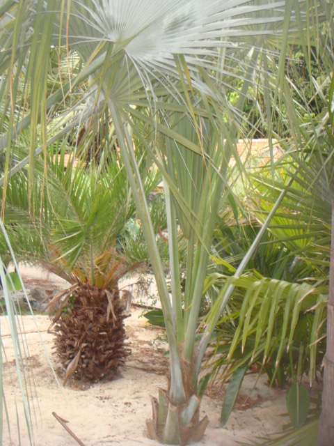 sabal uresana
