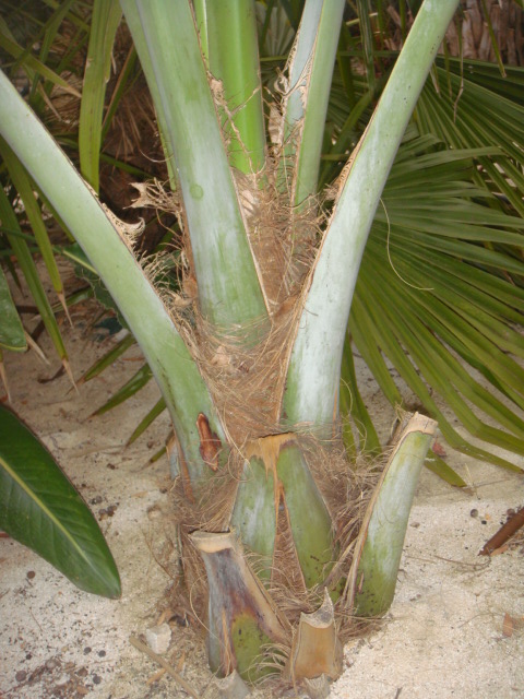sabal uresana le stipe