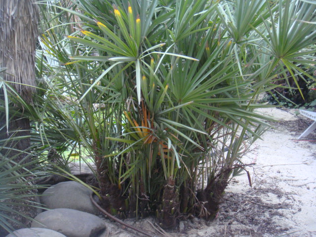 serenoa repens