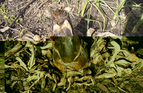musella lasiocarpa.jpg
