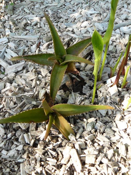Aloe saponaria.jpg