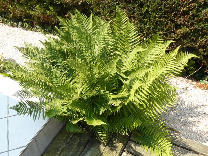 Fougère.jpg