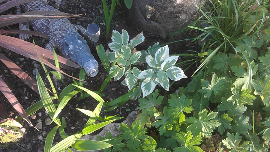 IMAG0497.jpg