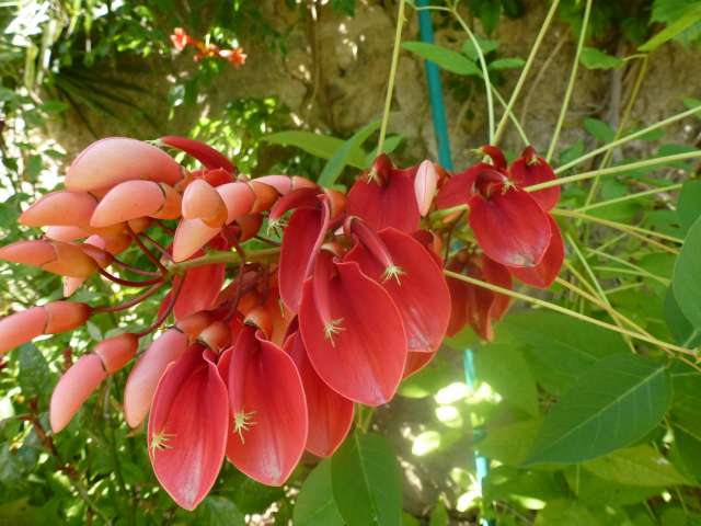 floraison tardive cette année de mon érythrina crista galli