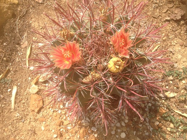 Fero stainesii.jpg