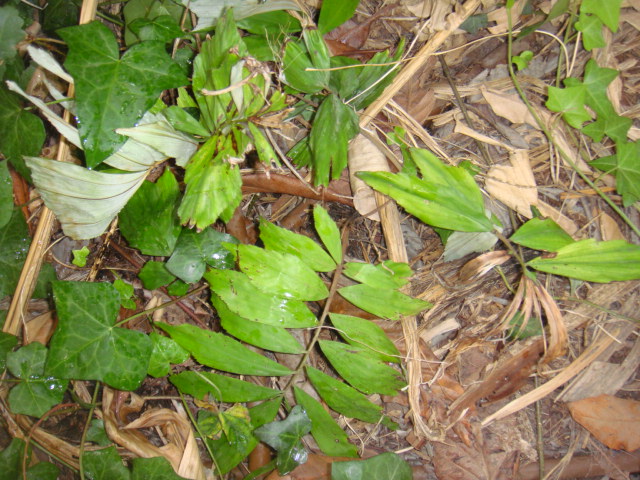 walichia densiflora