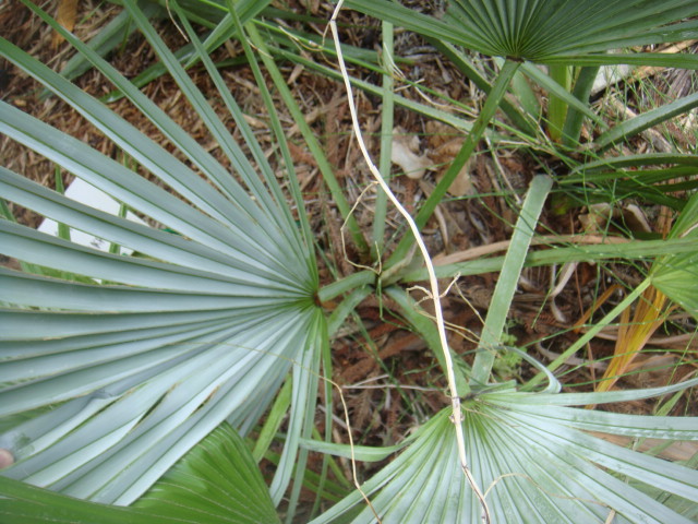 brahea sarukhani