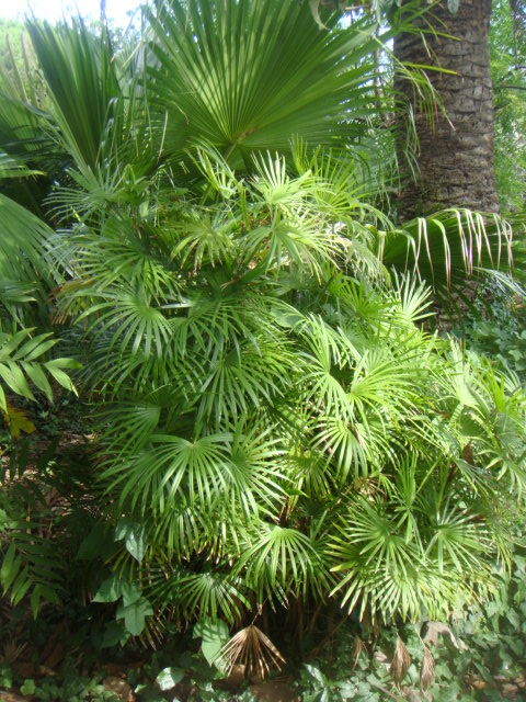 raphis multifida