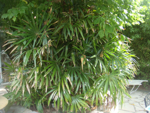 raphis excelsa