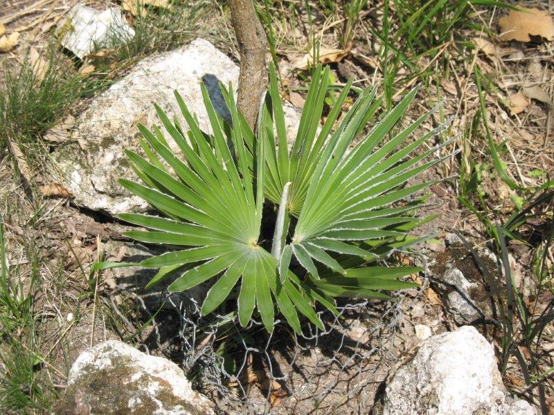 Un des Trachycarpus princeps en ce moment.
